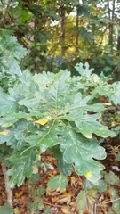 Quercus robur