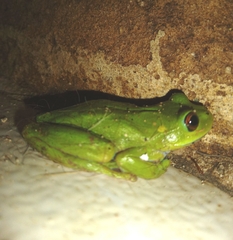 Dendropsophus molitor