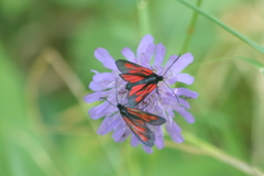 Zygaena osterodensis