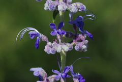Trichostema lanatum