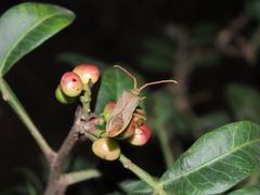 Gonocerus insidiator