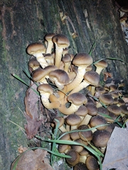 Armillaria mellea