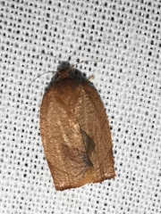 Cacoecimorpha pronubana