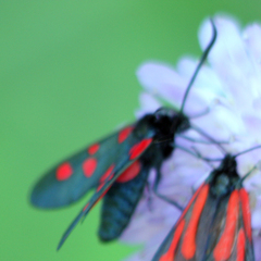 Zygaena lonicerae