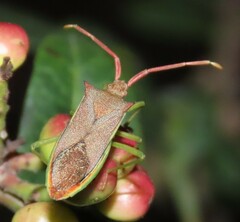Gonocerus insidiator