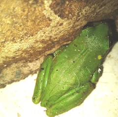 Dendropsophus molitor