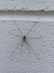 Opiliones