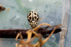 Tytthaspis sedecimpunctata