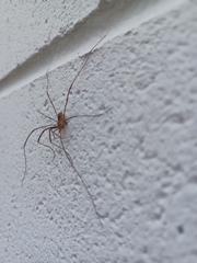 Opiliones