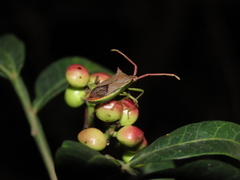 Gonocerus insidiator