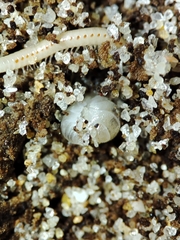 Armadillidium album