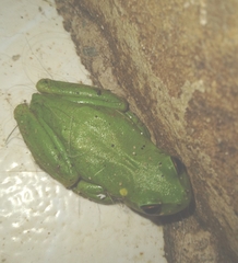 Dendropsophus molitor