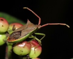 Gonocerus insidiator