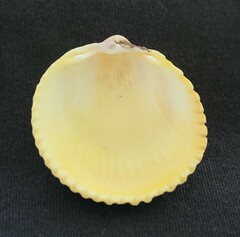 Dallocardia muricata