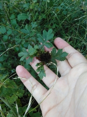 Dasineura crataegi