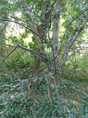 Quercus ilex
