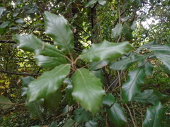 Quercus ilex