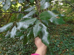 Quercus ilex