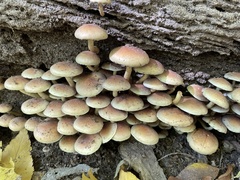 Hypholoma