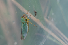 Cicadella