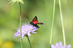 Zygaena lonicerae