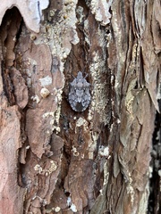 Brochymena