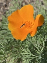 Sphaerophoria sulphuripes