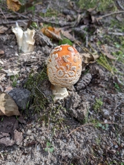 Amanita persicina