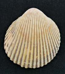 Dallocardia muricata