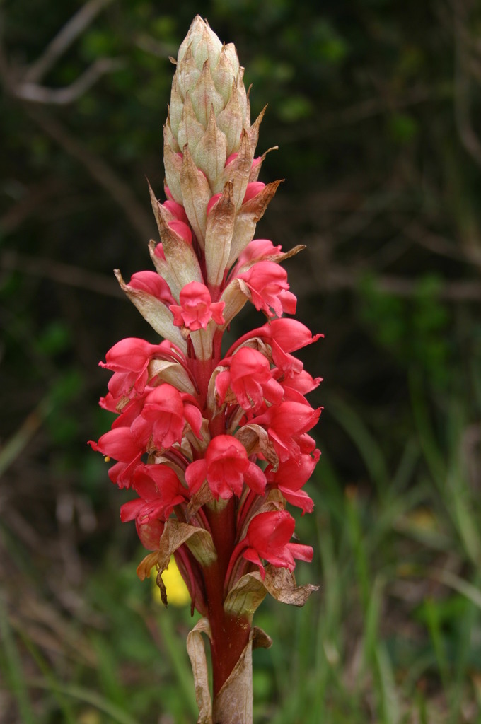 Red Satyre