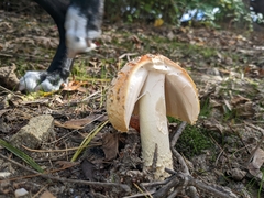 Amanita persicina