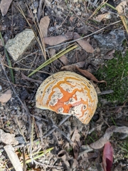 Amanita persicina