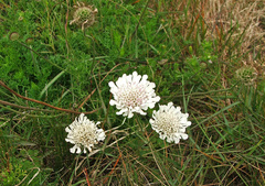 Scabiosa incisa