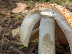 Amanita persicina