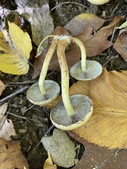 Hypholoma
