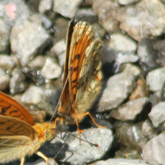 Melitaea deione