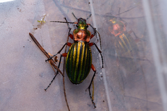 Carabus auronitens