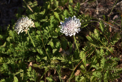 Scabiosa incisa