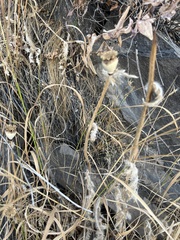 Papaver somniferum