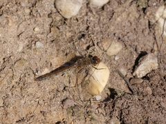 Sympetrum striolatum