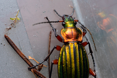 Carabus auronitens