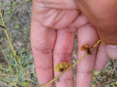Aceria chondrillae