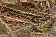 Oligosoma kokowai