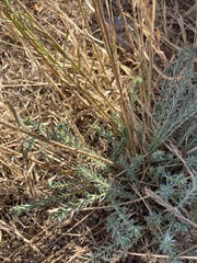 Linum lewisii
