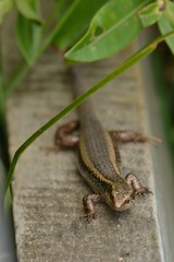 Oligosoma kokowai