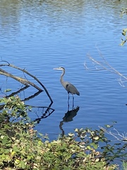 Ardea herodias