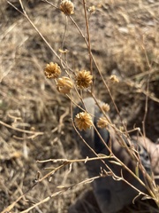 Linum lewisii