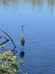 Ardea herodias