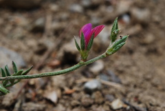 Onobrychis aequidentata