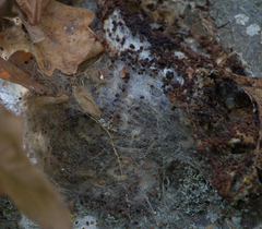 Thaumetopoea processionea